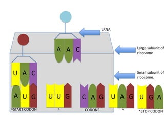 tRNA

A A C

Large subunit of
ribosome

U A C

Small subunit of
ribosome.

A U G

U U G

C A G

^START CODON

^

CODONS

U A G U G A
^

^STOP CODON

 