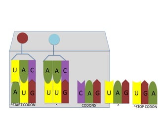 U A C

A A C

A U G

U U G

C A G

^START CODON

^

CODONS

U A G U G A
^

^STOP CODON

 
