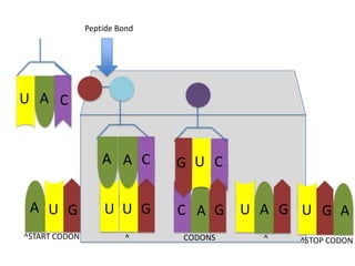 Peptide Bond

U A C

A A C

G U C

A U G

U U G

C A G

^START CODON

^

CODONS

U A G U G A
^

^STOP CODON

 