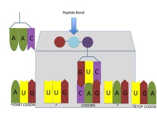 Peptide Bond

A A C

G U C
A U G

U U G

C A G

^START CODON

^

CODONS

U A G U G A
^

^STOP CODON

 