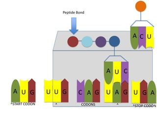 Peptide Bond

A C U

A U C
A U G

U U G

C A G

^START CODON

^

CODONS

U A G U G A
^

^STOP CODON

 