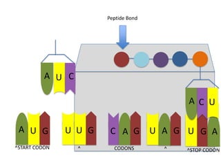 Peptide Bond

A U C
A C U
A U G

U U G

C A G

^START CODON

^

CODONS

U A G U G A
^

^STOP CODON

 