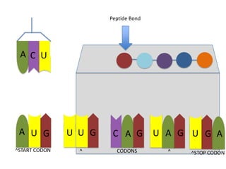Peptide Bond

A C U

A U G

U U G

C A G

^START CODON

^

CODONS

U A G U G A
^

^STOP CODON

 