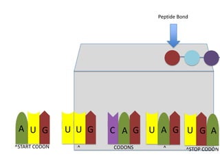 Peptide Bond

A U G

U U G

C A G

^START CODON

^

CODONS

U A G U G A
^

^STOP CODON

 