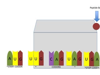 Peptide Bo

A U G

U U G

C A G

^START CODON

^

CODONS

U A G U G A
^

^STOP CODON

 