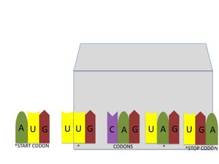 A U G

U U G

C A G

^START CODON

^

CODONS

U A G U G A
^

^STOP CODON

 