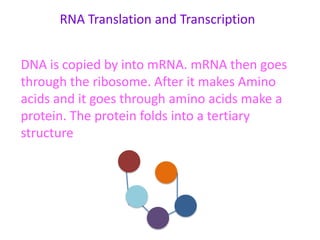 RNA Translation and Transcription
DNA is copied by into mRNA. mRNA then goes
through the ribosome. After it makes Amino
acids and it goes through amino acids make a
protein. The protein folds into a tertiary
structure

 