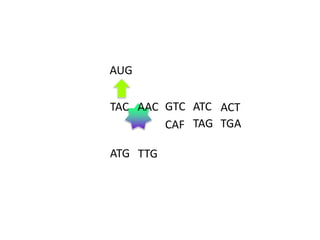 AUG
TAC AAC GTC ATC ACT
CAF TAG TGA

ATG TTG

 