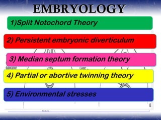 EMBRYOLOGYEMBRYOLOGY
1)Split Notochord Theory1)Split Notochord Theory
 