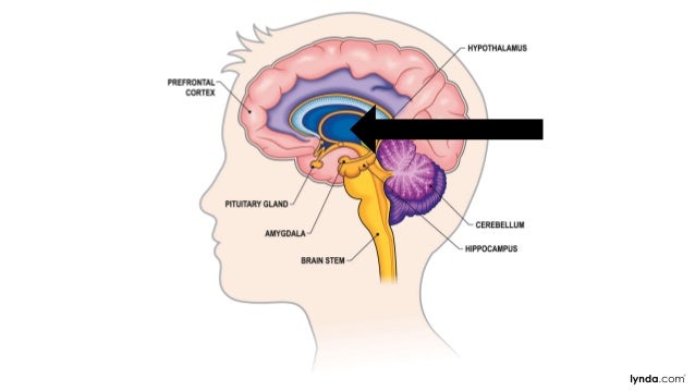 The Neuroscience vof Learning Design