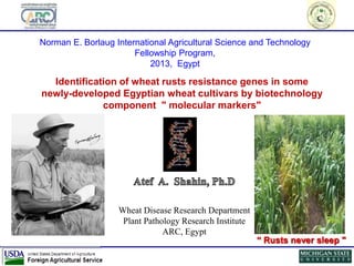 Wheat Disease Research Department
Plant Pathology Research Institute
ARC, Egypt
“ Rusts never sleep "
Norman E. Borlaug International Agricultural Science and Technology
Fellowship Program,
2013, Egypt
Identification of wheat rusts resistance genes in some
newly-developed Egyptian wheat cultivars by biotechnology
component " molecular markers"
 