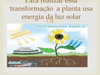 
Para realizar essa
transformação a planta usa
energia da luz solar
 