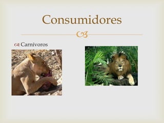 
 Carnívoros
Consumidores
 