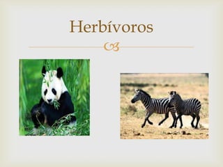
Herbívoros
 