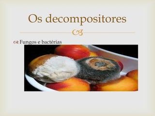 
 Fungos e bactérias
Os decompositores
 