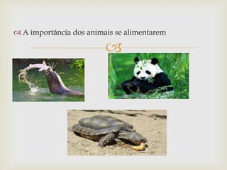 
 A importância dos animais se alimentarem
 