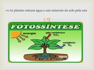 
 As plantas retiram água e sais minerais do solo pela raiz
 