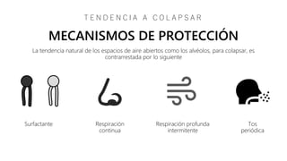Surfactante Respiración
continua
Respiración profunda
intermitente
Tos
periódica
La tendencia natural de los espacios de aire abiertos como los alvéolos, para colapsar, es
contrarrestada por lo siguiente
MECANISMOS DE PROTECCIÓN
T E N D E N C I A A C O L A P S A R
 