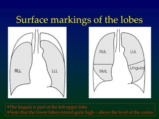 Surface markings of the lobes
•The lingula is part of the left upper lobe
•Note that the lower lobes extend quite high – above the level of the carina
 