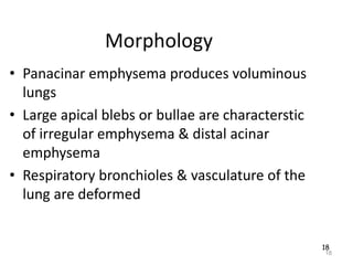 18
Morphology
• Panacinar emphysema produces voluminous
lungs
• Large apical blebs or bullae are characterstic
of irregular emphysema & distal acinar
emphysema
• Respiratory bronchioles & vasculature of the
lung are deformed
18
 