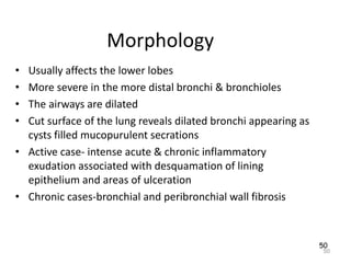 50
Morphology
• Usually affects the lower lobes
• More severe in the more distal bronchi & bronchioles
• The airways are dilated
• Cut surface of the lung reveals dilated bronchi appearing as
cysts filled mucopurulent secrations
• Active case- intense acute & chronic inflammatory
exudation associated with desquamation of lining
epithelium and areas of ulceration
• Chronic cases-bronchial and peribronchial wall fibrosis
50
 