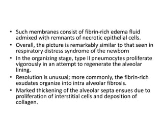 • Such membranes consist of fibrin-rich edema fluid
admixed with remnants of necrotic epithelial cells.
• Overall, the picture is remarkably similar to that seen in
respiratory distress syndrome of the newborn
• In the organizing stage, type II pneumocytes proliferate
vigorously in an attempt to regenerate the alveolar
lining.
• Resolution is unusual; more commonly, the fibrin-rich
exudates organize into intra alveolar fibrosis.
• Marked thickening of the alveolar septa ensues due to
proliferation of interstitial cells and deposition of
collagen.
 
