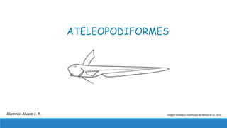ATELEOPODIFORMES
Imagen tomada y modificada de Nelson et al., 2016Alumno: Alvaro J. R.
 