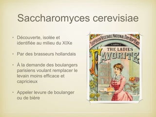 Saccharomyces cerevisiae
• Découverte, isolée et
identifiée au milieu du XIXe
• Par des brasseurs hollandais
• À la demande des boulangers
parisiens voulant remplacer le
levain moins efficace et
capricieux
• Appeler levure de boulanger
ou de bière
 