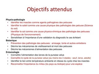 Objectifs attendus
Physio-pathologie
• Identifier les insectes comme agents pathogènes des pelouses
• Identifier le soleil comme une cause physique des pathologies des pelouse (Science
du sol)
• Identifier le sol comme une cause physico-chimique des pathologie des pelouses
(Physique de l'environnement)
• Sensibiliser à l’importance d’une validation du diagnostic le cas échéant
Botanique
• Prévention des pathologie des pelouses : arrosage, tonte et autres entretiens
• Décrire les mécanismes de vieillissement et mort des pelouses
• Décrire les mécanismes d’alimentation des pelouses
Entomologie
• Connaître l’alimentation des larves de la punaise velue
• Connaître le cycle de la punaise velue (au moins les 3 stades : oeuf, larve, adulte)
• Identifier le lien entre température ambiante et vitesse du cycle chez les insectes
• Reconnaître l'importance du milieu (du pays au biotope) pour une espèce
 