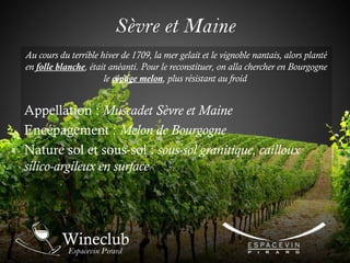 Sèvre et Maine
Au cours du terrible hiver de 1709, la mer gelait et le vignoble nantais, alors planté
en folle blanche, était anéanti. Pour le reconstituer, on alla chercher en Bourgogne
le cépage melon, plus résistant au froid
Appellation : Muscadet Sèvre et Maine
Encépagement : Melon de Bourgogne
Nature sol et sous-sol : sous-sol granitique, cailloux
silico-argileux en surface
 