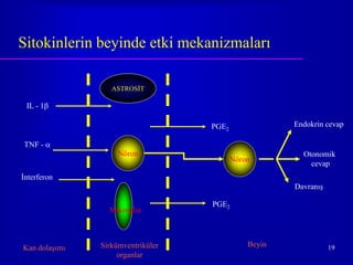Sitokinlerin beyinde etki mekanizmaları

                  ASTROSİT

 IL - 1

                                   PGE2               Endokrin cevap

TNF - 
                    Nöron                               Otonomik
                                          Nöron
                                                          cevap
İnterferon
                                                      Davranış

                                   PGE2
                 Mikroglia



Kan dolaşımı   Sirkümventriküler              Beyin              19
                    organlar
 