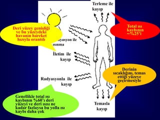 Terleme ile
                                     kayıp



Deri yüzey genişliği                                   Total ısı
 ve bu yüzeydeki                                       kaybının
 havanın hareket                                       ~%25’i
  hızıyla orantılı   Radyasyon ile
                     ısınma

                     İletim ile
                          kayıp

                                                      Derinin
                                                sıcaklığını, temas
              Radyasyonla ile                      ettiği yüzeye
                                                   geçirmesiyle
                       kayıp

 Genellikle total ısı
 kaybının %60’ı deri                   47  47
 yüzeyi ve deri ısısı ne             Temasla
 kadar fazlaysa bu yolla ısı          kayıp
 kaybı daha çok
 