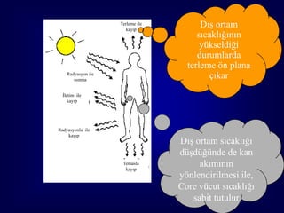Terleme ile
                       kayıp
                                        Dış ortam
                                       sıcaklığının
                                        yükseldiği
                                       durumlarda
                                    terleme ön plana
    Radyasyon ile
       ısınma
                                          çıkar
  İletim ile
     kayıp




Radyasyonla ile
    kayıp
                                  Dış ortam sıcaklığı
                                  düşdüğünde de kan
                     Temasla
                      kayıp
                                       akımının
                                  yönlendirilmesi ile,
                                  Core vücut sıcaklığı
                                     sabit tutulur     48
 