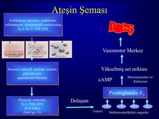 Ateşin Şeması
   Enfeksiyon, toksinler, zedelenme,
inflamasyon, immünolojik reaksiyonlar,
        IL-1, IL-2, TNF, IFN




                                                         Vasomotor Merkez


 Monosit, nötrofil, lenfosit, endotel,                  Yükselmiş set noktası
           glial hücreler,
      mezenkimal hücreler                                                Monoamineler ve
                                                      cAMP                  Kalsiyum


                                                             Prostoglandin E2
         Pirojenik sitokinler,           Dolaşım
           IL-1, TNF, IFN,
             IL-6 Ailesi
            (hedef gp 130)                         Endotel                         51
                                                             Sirkümventrüküler organlar
 