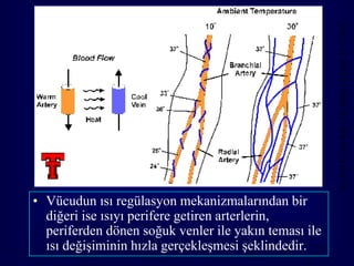 Axelrod P, Clin Infect Dis 2000; 31(Suppl 5): S224-9
• Vücudun ısı regülasyon mekanizmalarından bir
  diğeri ise ısıyı perifere getiren arterlerin,
  periferden dönen soğuk venler ile yakın teması ile
  ısı değişiminin hızla gerçekleşmesi şeklindedir. 53
 