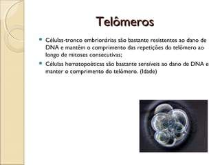 Telômeros




Células-tronco embrionárias são bastante resistentes ao dano de
DNA e mantêm o comprimento das repetições do telômero ao
longo de mitoses consecutivas;
Células hematopoéticas são bastante sensíveis ao dano de DNA e
manter o comprimento do telômero. (Idade)

 