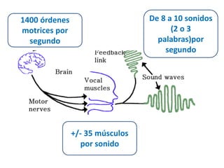 1400 órdenes 
motrices por 
segundo 
+/- 35 músculos 
por sonido 
De 8 a 10 sonidos 
(2 o 3 
palabras)por 
segundo 
 