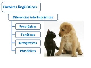 Factores lingüísticos 
Diferencias interlingüísticas 
Fonológicas 
Fonéticas 
Ortográficas 
Prosódicas 
 