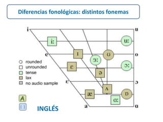 Diferencias fonológicas: distintos fonemas 
INGLÉS 
 