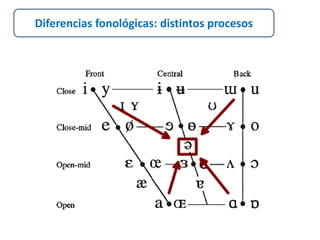 Diferencias fonológicas: distintos procesos 
 