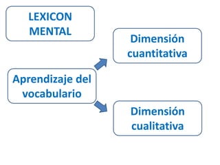 LEXICON 
MENTAL 
Aprendizaje del 
vocabulario 
Dimensión 
cuantitativa 
Dimensión 
cualitativa 
 
