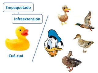 Empaquetado 
Infraextensión 
Cuá-cuá 
 