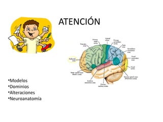 ATENCIÓN




•Modelos
•Dominios
•Alteraciones
•Neuroanatomía
 