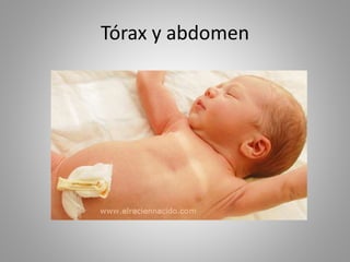 Tórax y abdomen
 