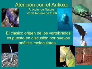 Atención con el Anfioxo
Articulo de Nature
23 de febrero de 2006
El clásico origen de los vertebrados
es puesto en discusión por nuevos
análisis moleculares.
 