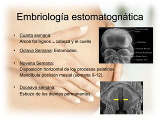 Embriología estomatognática Cuarta semana :  Arcos faríngeos  cabeza y el cuello Octava Semana : Estomodeo.  Novena Semana :  Disposición horizontal de los procesos palatinos Mandíbula posición mesial (semana 9-12). Doceava semana :  Esbozo de los dientes permanentes. 