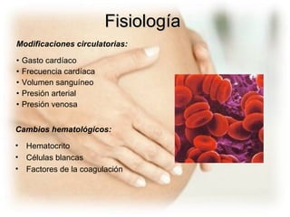 Fisiología Modificaciones circulatorias: Gasto cardíaco Frecuencia cardíaca Volumen sanguíneo Presión arterial Presión venosa Cambios hematológicos: Hematocrito Células blancas Factores de la coagulación 