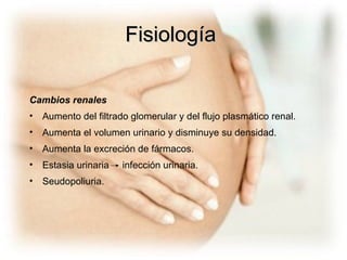 Fisiología Cambios renales Aumento del filtrado glomerular y del flujo plasmático renal. Aumenta el volumen urinario y disminuye su densidad. Aumenta la excreción de fármacos.  Estasia urinaria  infección urinaria. Seudopoliuria. 