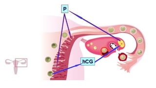 Comprehensive Guide to Prenatal Care and Pregnancy Diagnosis | PPTX