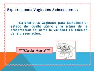 Exploraciones Vaginales Subsecuentes Exploraciones vaginales para identificar el estado del cuello utrino y la altura de la presentacion asi como la variedad de posicion de la presentacion. ***Cada Hora*** 